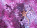 A Brittlestar Starfish Makes a Temporary Residence in a Soft Coral Photographic Print by Mauricio Handler