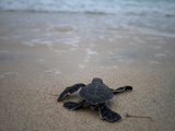 Green Sea Turtle, Chelonia Mydas, Hatchling Making its Way to the Ocean Photographic Print by Tim Laman