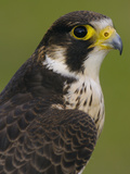 Peregrine Falcon (Falco Peregrinus), Ecuador Photographic Print by Pete Oxford