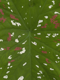 Caladium (Caladium Sp.) Leaf Detail in the Rainforest, Yasuni National Park, Ecuador Photographic Print by Pete Oxford