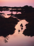 A Marsh at Dawn with Canada Geese, Branta Canadensis Photographic Print by Bates Littlehales
