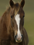 Domestic Horse (Equus Caballus) at a Hacienda in the Andes Mountains, Ecuador Photographic Print by Pete Oxford