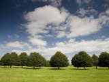 Small-Leaved Lime, Tilia Cordata, Trees Planted in Parallel Rows Photographic Print by Joe Petersburger
