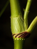 Close Up of a Plant Stem Photographic Print by Joe Petersburger