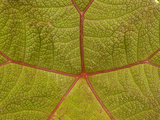 Close-Up of a Leaf in the Cloud Forest, Ecuador Photographic Print by Pete Oxford