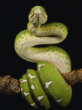 Emerald Tree Boa (Corallus Caninus) Coiled around Branch, Amazon, Ecuador Photographic Print by Pete Oxford