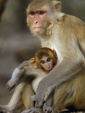 Rhesus Macaque (Macaca Mulatta) Mother and Infant, Bharatpur, Rajasthan, India Photographic Print by Pete Oxford