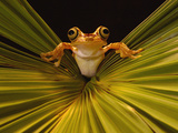 Chachi Tree Frog (Hyla Picturata) Choco Rainforest, Ecuador Photographic Print by Pete Oxford