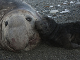 A Pup Dangerously Nuzzles a Resting Elephant Seal Bull Photographie par Paul Nicklen