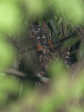 Young Squirrel Monkeys, Saimiri Sciureus, Peek from a Tree Top Nest Photographie par Gordon Wiltsie