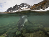 An Fur Seal Pup Plays in the Atlantic Ocean Photographie par Paul Nicklen