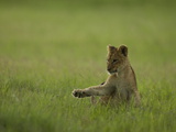 African Lion Cub, Panthera Leo, Playing Photographic Print by Beverly Joubert