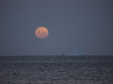 A Lone Iceberg under a Full Moon Valokuvavedos tekijänä Paul Nicklen