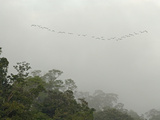 Neotropic Ccrmorants, Phalacrocorax Brasilianus, in Flight Photographic Print by Gordon Wiltsie