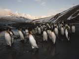 King Penguins Head to Sea to Feed Valokuvavedos tekijänä Paul Nicklen