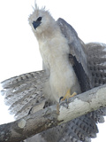 Harpy Eagle (Harpia Harpyja) Seven Month Old Wild Chick in Kapok or Ceibo Tree, Ecuador Photographic Print by Pete Oxford