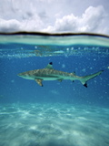 Surface Level View of the Water with a Shark Off the Coast of Manihi Photographic Print by Aaron Huey