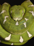 Emerald Tree Boa (Corallus Caninus), Amazon, Ecuador Photographic Print by Pete Oxford