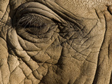Close Up of the Eye of an African Elephant, Loxodonta Africana Photographic Print by Joe Petersburger
