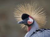 Portrait of a Gray Crowned Crane, Balearica Regulorum Photographic Print by Joe Petersburger