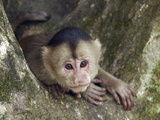 White-Fronted Capuchin (Cebus Albifrons), Puerto Misahualli, Ecuador Photographic Print by Pete Oxford