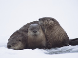 River Otter (Lutra Canadensis) Three in Snow, Western Montana Photographic Print by Michael S. Quinton