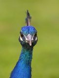 Portrait of an Indian, Common or Blue Peafowl, Pavo Cristatus Photographic Print by Joe Petersburger