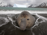A Bull Elephant Seal in Fortuna Bay Rests in the Surf Zone Photographie par Paul Nicklen