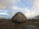 A Bull Elephant Seal Rests on a Beach Photographie par Paul Nicklen