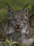 Canada Lynx (Lynx Canadensis), Delani National Park, Alaska Photographic Print by Michael S. Quinton
