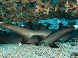 Young Whitetip Reef Sharks, Trianodon Obesus, Rest under Coral Photographic Print by Mauricio Handler