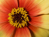 Close Up of a Dahlia Flower Photographic Print by Joe Petersburger