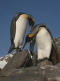 A Pair of Courting Adult King Penguins Valokuvavedos tekijänä Paul Nicklen