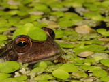 Andean Marsupial Frog (Gastrotheca Riobambae) Emerging from Pond, Ecuador Photographic Print by Pete Oxford
