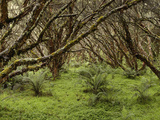 Polylepis (Polylepis Incana) Forest, El Angel Reserve, Paramo, Andes Mountains, Ecuador Photographic Print by Pete Oxford