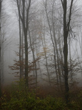 Foggy Forest of European or Common Beech, Fagus Sylvatica Photographic Print by Joe Petersburger