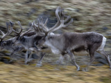 Svalbard Reindeer Run across an Arctic Landscape Photographie par Paul Nicklen