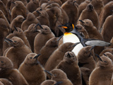 An Adult King Penguin Searching to Find its Chick to Feed Photographie par Paul Nicklen