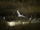 Egrets Along Water's Edge Photographic Print by Karen Kasmauski