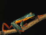 Splendid Leaf Frog (Agalychnis Calcarifer) Climbing on Plant Stem, Ecuador Photographic Print by Pete Oxford