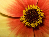 Close Up of a Dahlia Flower Photographic Print by Joe Petersburger