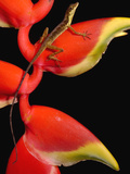 Anolis Lizard (Anolis Sp.) Male on Heliconia, Esmeraldas, Choco Rainforest, Ecuador Photographic Print by Pete Oxford