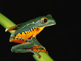 Splendid Leaf Frog (Agalychnis Calcarifer) Sitting on Plant Stem, Esmeraldas, Ecuador Photographic Print by Pete Oxford