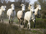Camargue Horse (Equus Caballus) Group Running, Camargue, France Fotografiskt tryck av Konrad Wothe Camargue Horse (Equus Caballus) Group Running, Camargue, France Fotografiskt tryck av Konrad Wothe