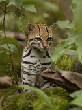 Ocelot (Felis Pardalis) Sitting Among Plants, Amazon Rainforest, Ecuador Photographic Print by Pete Oxford