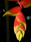 Lobster Claw or False-Bird-Of-Paradise, Heliconia Rostrata, Flower Photographic Print by Joe Petersburger