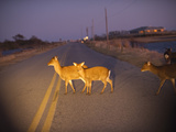 A Small Group of Sika Deer in the Headlights of a Car Photographic Print by Karen Kasmauski
