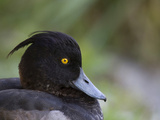 Portrait of a Black Tufted Duck, Aythya Fuligula Lámina fotográfica por Joe Petersburger Portrait of a Black Tufted Duck, Aythya Fuligula Lámina fotográfica por Joe Petersburger