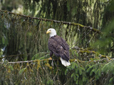 Bald Eagle (Haliaeetus Leucocephalus), Inside Passage, Alaska Fotografie-Druck von Konrad Wothe