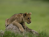 African Lion Cub, Panthera Leo, Lying across a Mound of Soil Photographic Print by Beverly Joubert